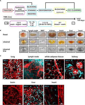 Efficient Tissue Clearing and Multi-Organ Volumetric Imaging Enable Quantitative Visualization of Sparse Immune Cell Populations During Inflammation